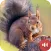 Squirrel Sounds