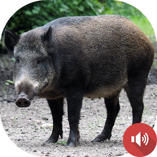 Wild Boar Sounds Wild Boar Sounds