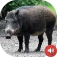 Wild Boar Sounds