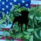 KRATOM WATCHDOG
