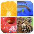 Close Up - whats is picture Close Up - whats is picture