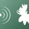 Animal decoy