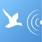 Bird decoy