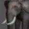 Elephant Pose Tool 3D