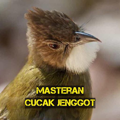 Masteran Cucak Jenggot Gacor Masteran Cucak Jenggot Gacor