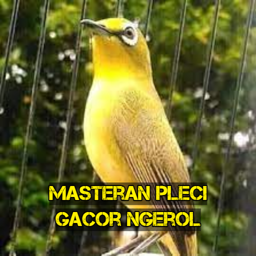 Masteran Pleci Gacor Ngerol Masteran Pleci Gacor Ngerol