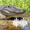 Hunting Calls: Alligator Croc