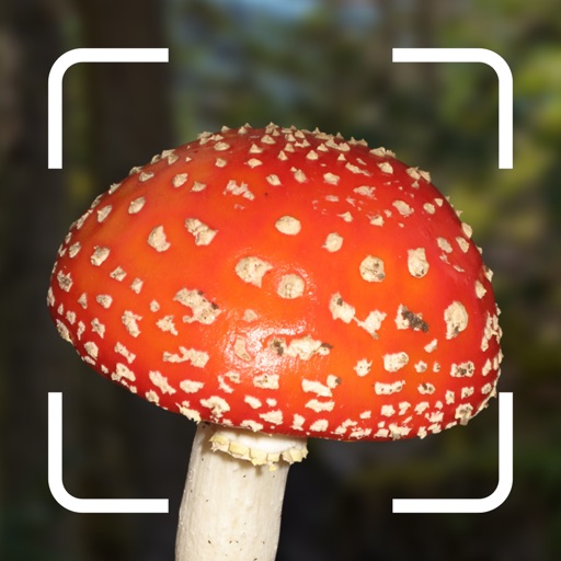 Mushroom Identification. Mushroom Identification.