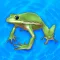 cute frog healing caring game