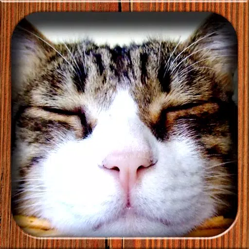Cat Photo Cat Photo