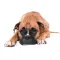 Best Dogs Stickers