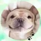 Bulldog! Stickers