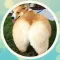 Fluffy Corgi! Stickers