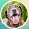 Cute Labrador! Stickers