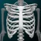 Bones 3D (Anatomy)