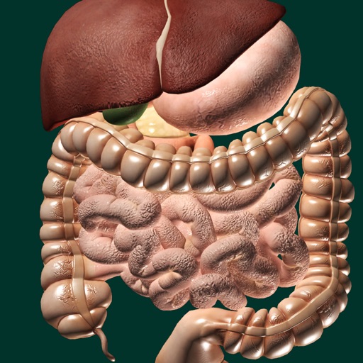 ORGANS 3D (ANATOMY) ORGANS 3D (ANATOMY)