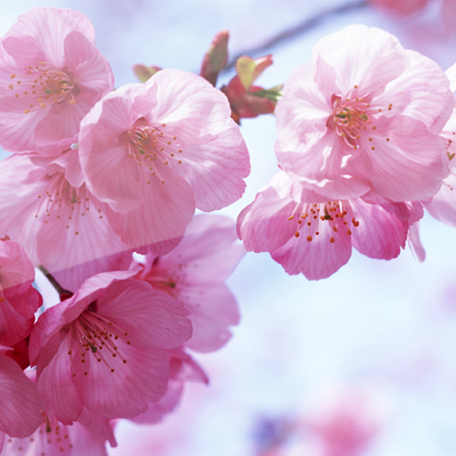 Wallpapers Sakura