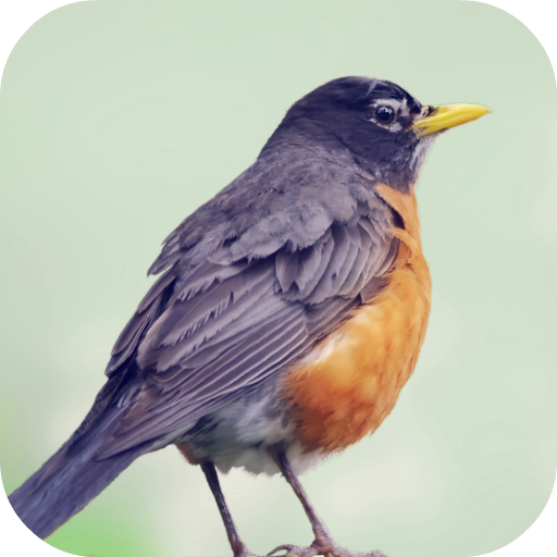 Robin Bird Sounds