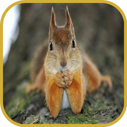 Squirrels
