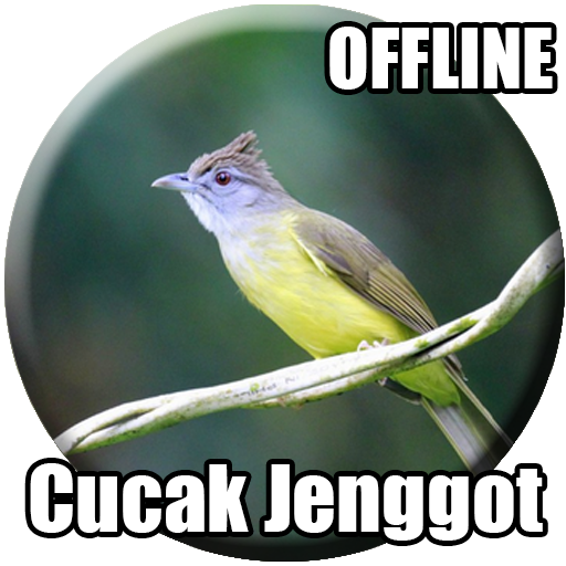 Suara Cucak Jenggot Gacor Suara Cucak Jenggot Gacor