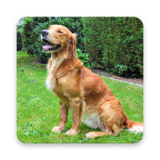 Golden Retriever Wallpapers Golden Retriever Wallpapers