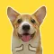 Puppy Face Animated Stickers
