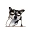 Husky Dog Animated Stickers