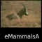 Mammals of Africa, Eurasia & Australia - Old World