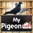 My Pigeon Loft Cloud Edition My Pigeon Loft Cloud Edition