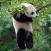 Funny Lazy Panda Stickers