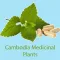 ANT Khmer Medicinal Plants F