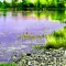 Meditations: Horseshoe Bay