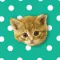 Musical Kittens