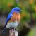 Bluebird Sounds - Bird Watching Sound Effects