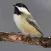 Chickadee Bird Calls - High Quality Sound Effects Live From Nature