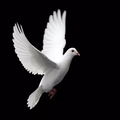 Dove Calls - High Quality Sounds of Pigeon Birds Dove Calls - High Quality Sounds of Pigeon Birds
