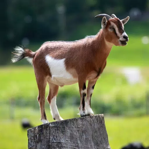 Goat Sounds - 30 Plus Sound Effects Ringtones and More Goat Sounds - 30 Plus Sound Effects Ringtones and More
