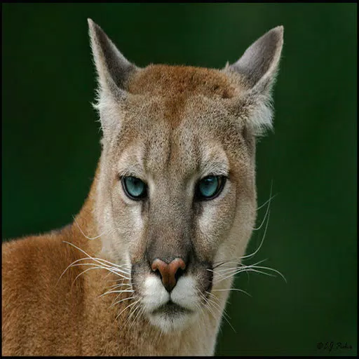 Cougar - Wild Animal Sounds, Ringtones and Alarms Cougar - Wild Animal Sounds, Ringtones and Alarms