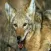 Coyote - Wild Animal Sound Board, Ringtones and More.