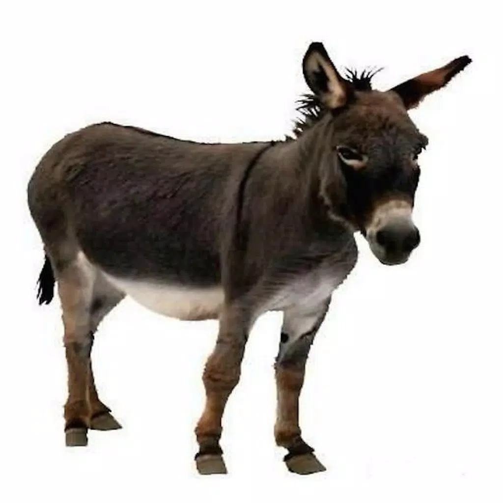 Donkey Sound Effects - Lovable Sounds, Ringtones and More from this Furry Animal Donkey Sound Effects - Lovable Sounds, Ringtones and More from this Furry Animal