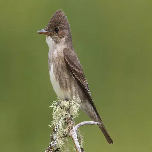 Flycatcher Bird Sounds and Ringtones Watchers Flycatcher Bird Sounds and Ringtones Watchers
