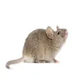 Mouse Noise - Sounds Effects of Mice For Your Device