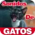 Sounds of Maullando Cats For M