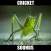 Crickets Sounds! Insect Sounds