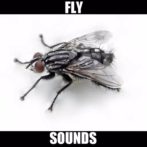 Fly Sounds! Fly Sounds!