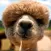 Alpaca World