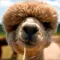 Alpaca World