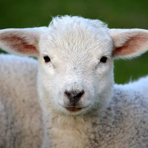 Sheep Sounds + Sheep Noises Sheep Sounds + Sheep Noises
