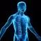 Human Body Encyclopedia Plus+