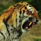 Real animal sounds